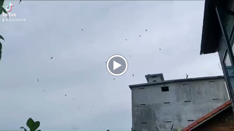 Hình ảnh Yến Sào Khánh Hoà - 10