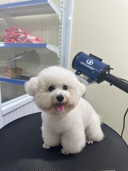 Hình ảnh PUMI Petshop - 3