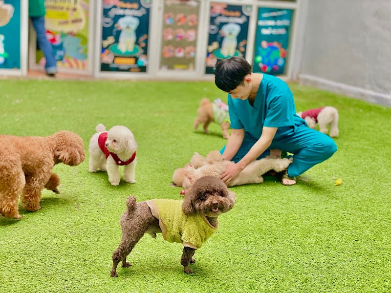 Hình ảnh Spa & khách Sạn Thú Cưng Kokopet - 3