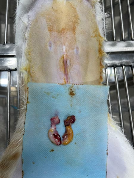 Hình ảnh Thú Y Pet Home - 3