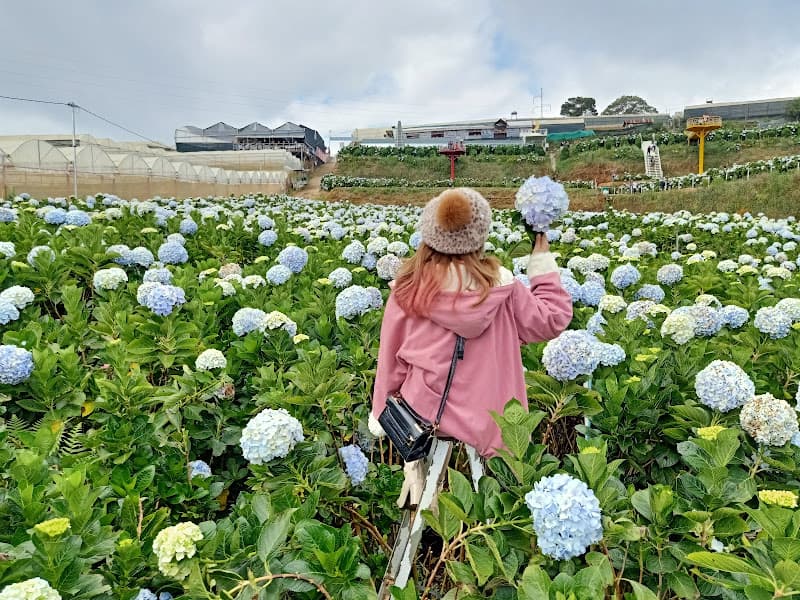 Hình ảnh Cánh đồng hoa Cẩm Tú Cầu - 6
