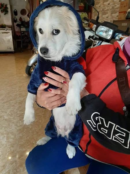 Hình ảnh ThảoPetHouse - Spa Thú Cưng - 2