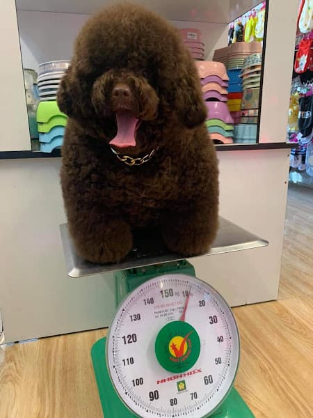 Ảnh bìa TEDDYPET LONG XUYÊN