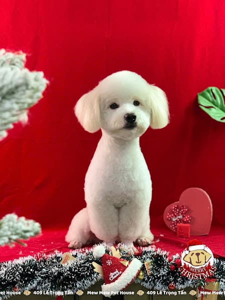 Hình ảnh Mew Mew Pet Shop & Pet Spa - 2