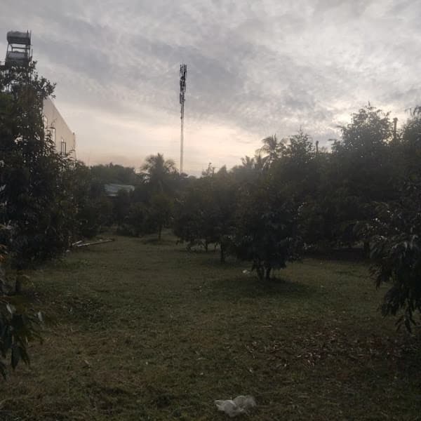 Hình ảnh Vườn trái cây Tây Nguyên đại ngàn - 4