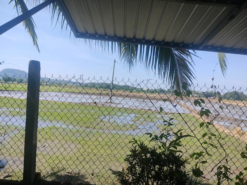 Hình ảnh Cánh Đồng Gió - 4