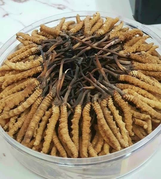 Hình ảnh Nhân Sâm Nấm Linh Chi Đông Trùng Hạ Thảo Hàn Quốc, Yến Sào Nha Trang - NHÂN SÂM GEUMSAN KOREA HÀN QUỐC - 8