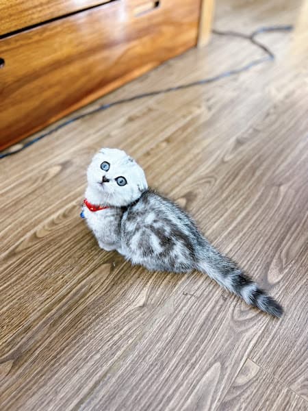 Hình ảnh Shop Thú Cưng Lavi Pet House | Địa Chỉ Bán Chó Mèo Cảnh & Thú Cưng Uy Tín - 4