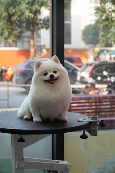 Hình ảnh MeoMeo Pet - Pet Shop & Spa Vin OceanPark - 3