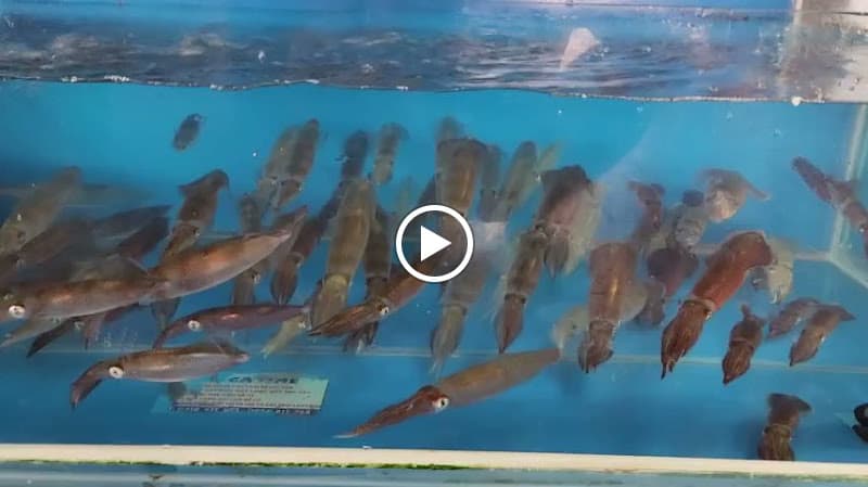 Hình ảnh Nhà Hàng Hải sản Làng Chài Kỳ Anh - 2