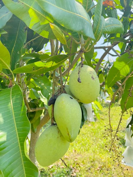 Ảnh bìa HALO Farm - Happiness & Love