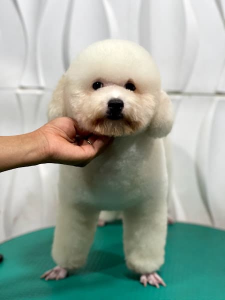 Hình ảnh PET CARE - 5