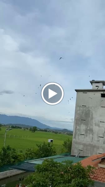 Hình ảnh Yến Sào Khánh Hoà - 7