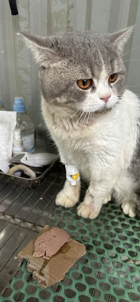 Hình ảnh Phòng Khám Thú Y Hải Đăng Pet - 3