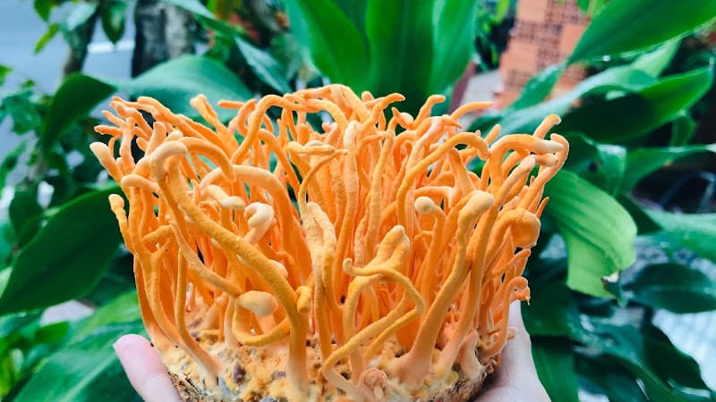 Hình ảnh Đông Trùng Hạ Thảo tại Cần Thơ - 5