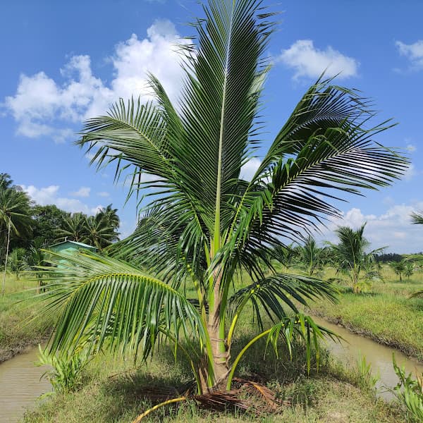 Hình ảnh Cây Trái Miệt Vườn - 4