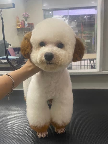 Ảnh bìa Phòng Khám Thú Y H-Pet Khoái Châu