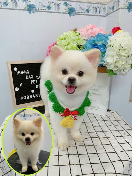 Hình ảnh Thú y Hoàng Bảo - Siêu thị thú cưng - 3