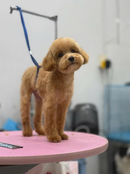 Hình ảnh Tiệm Chăm Sóc Thú Cưng Tiny Town - 2