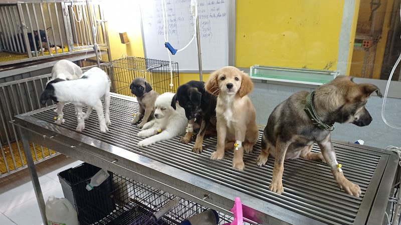 PHÒNG KHÁM THÚ Y H-VET BUÔN HỒ