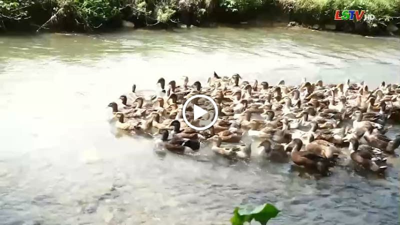 Hình ảnh Vịt Quay Diệu Hương Lạng Sơn - 3