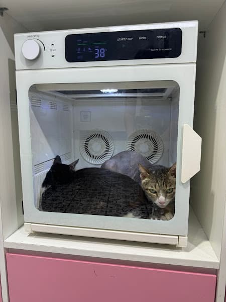 Hình ảnh Cám&Nếp Grooming - Chi nhánh Q10 - 5