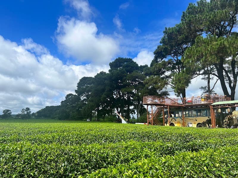 Hình ảnh Đường hàng thông cổ thụ - 2