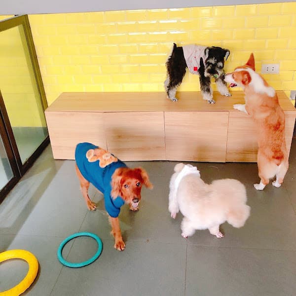 Hình ảnh Shiny Pet Spa & Hotel - Spa thú cưng cao cấp Đống Đa Hà Nội - 3