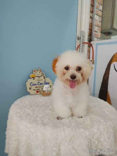 Hình ảnh CÚN CON SPA - 2