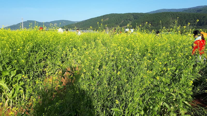 Hình ảnh Vườn hoa cải trắng - hướng dương - 3