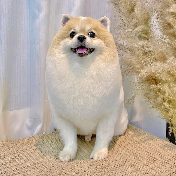 Day Grooming - Petshop & Cửa Hàng Spa, Cắt Tỉa Lông Chó Mèo Quận 12