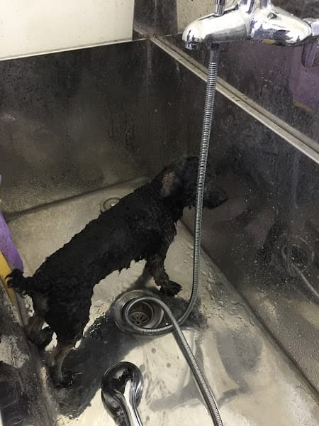 Hình ảnh Dịch vụ thú y Hope (688B Thiên Lôi) - 3