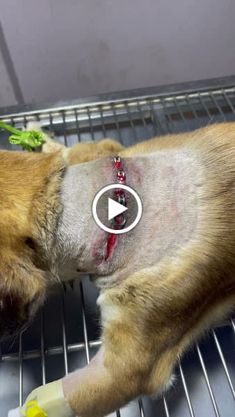 Hình ảnh BỆNH VIỆN THÚ Y NGUYỄN LÂM - 3