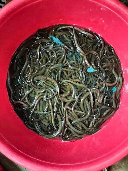 Hình ảnh Súp lươn xứ nghên MINH CHÂU - 3