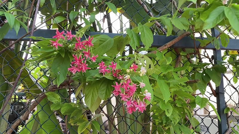 Hình ảnh Sân Pickleball và Tennis FLC Sầm Sơn - 6