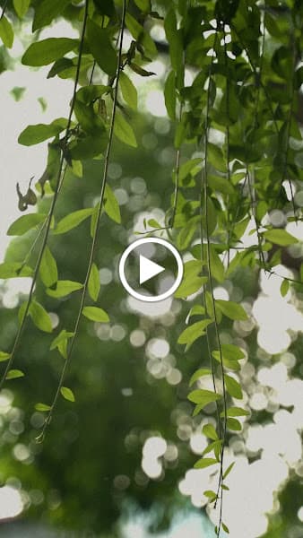 Hình ảnh MÔHÈ cà phê - 3