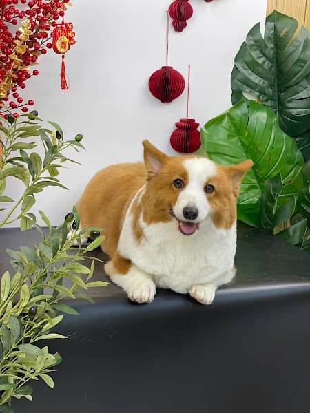 Hình ảnh Việt Spa Chăm Sóc Thú Cưng Tây Ninh - 5