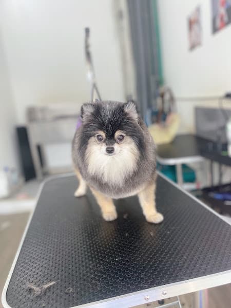 Hình ảnh TPet Spa-Tiệm Làm Đẹp Thú Cưng - 2