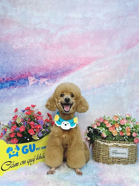 Hình ảnh GU Pet Shop Mỹ Tho - 4