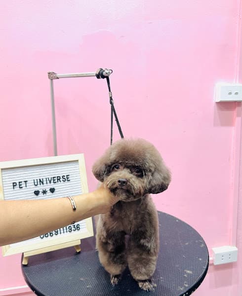 Hình ảnh Pet Universe - Phụ Kiện & Spa Thú Cưng - 3