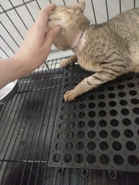 Hình ảnh Phòng Thú Y T - Pet Yên Phong - 2