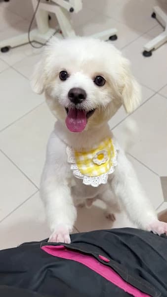 Hình ảnh NaMi Pet Grooming Style - 3