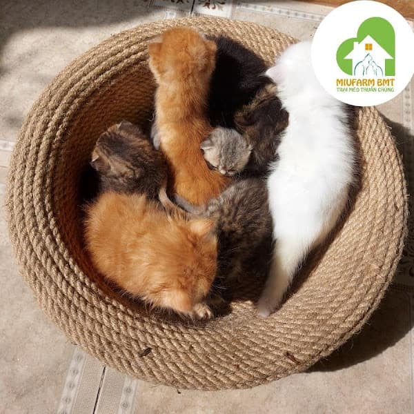 Hình ảnh Văn Phòng Trại Mèo Thuần Chủng Miu Farm BMT - 5