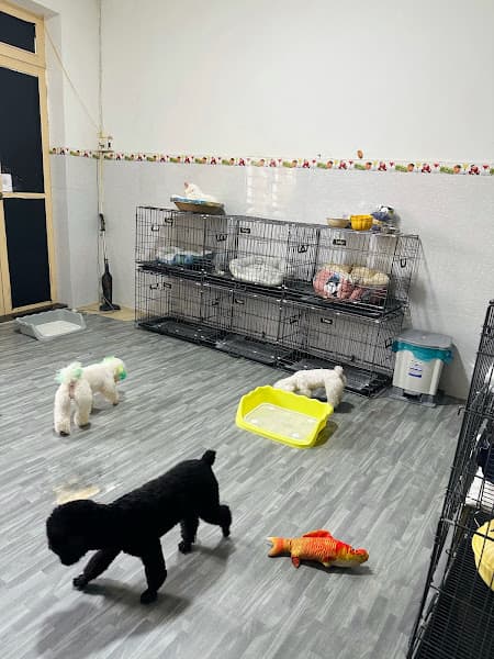 Hình ảnh Spa thú cưng Mego spa and grooming ( cắt tỉa lông chó mèo Hóc Môn và quận 12) - 4