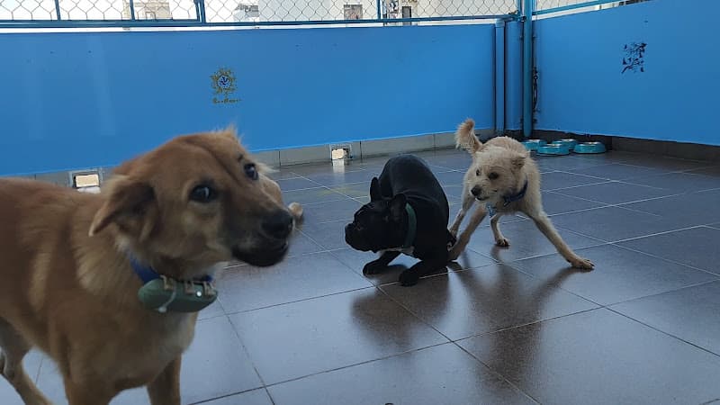 Hình ảnh Woof N' Whiskers Pet shop - Pet Kennel-free boarding & Spa - 4