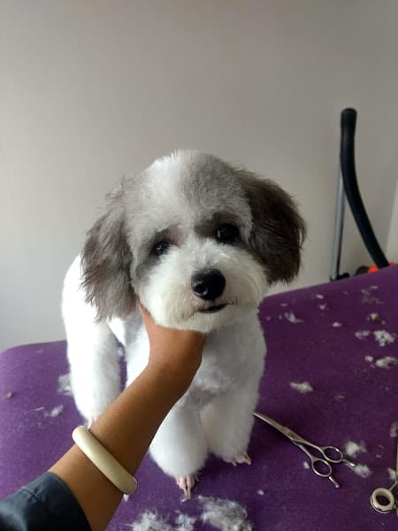 Hình ảnh Hana pet - 3