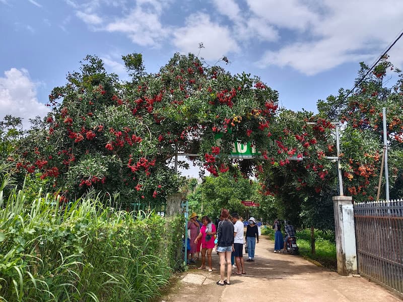 Hình ảnh Vườn Trái Cây Sáu Hùng - 4