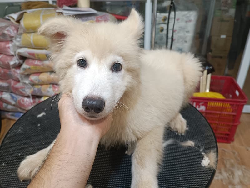 Hình ảnh CỪU PETSHOP - 4