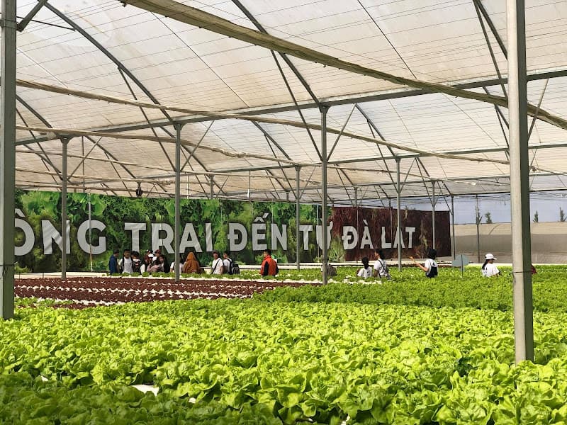 Hình ảnh Đồi Chè Cầu Đất - 3