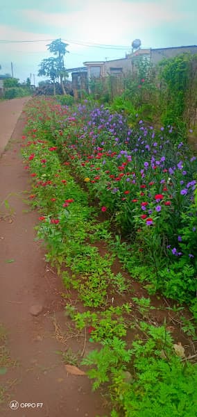 Hình ảnh Sieu Kieu - Phở Khô đêm - 2